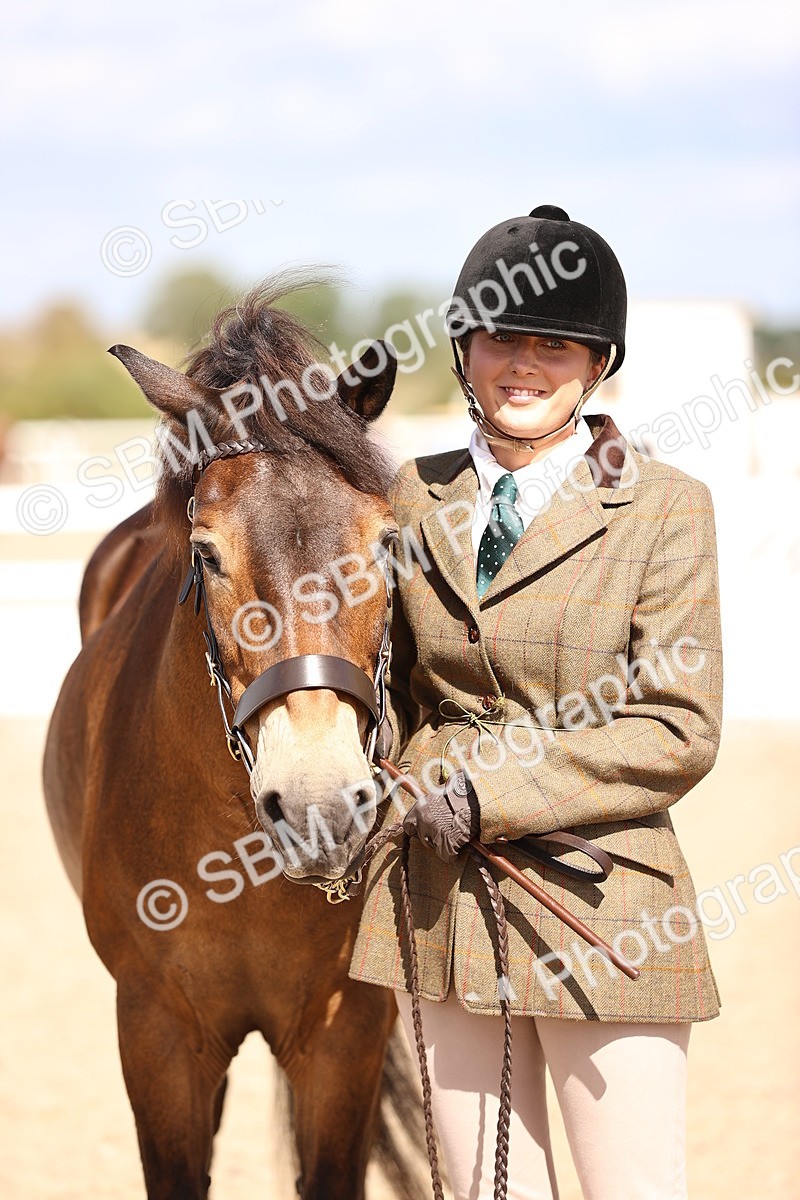 SBM_14407 - Class 412 - Handsomest Gelding (IH or Ridden)Adult