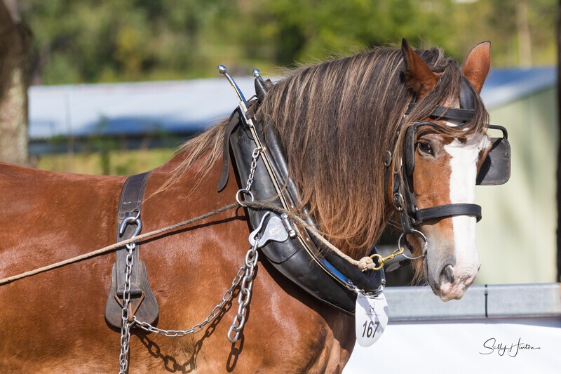 Clydesdale tacked up portrait 4. 0A3A7958 - 2025 Senic Rim Clydesdale Spectacular