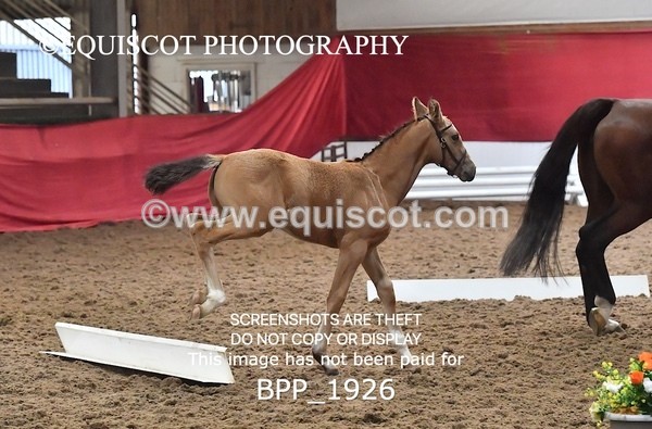 BPP_1926 - AFTERNOON 12.30 - 3.30PM