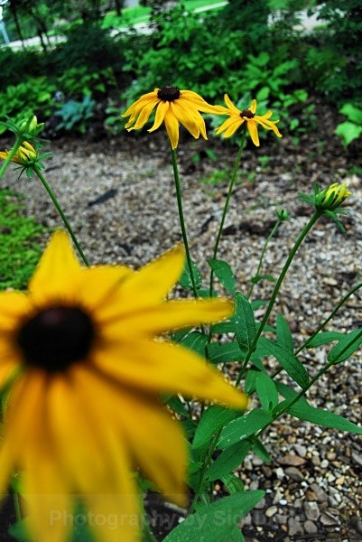 Daisys - Flowers and Plants