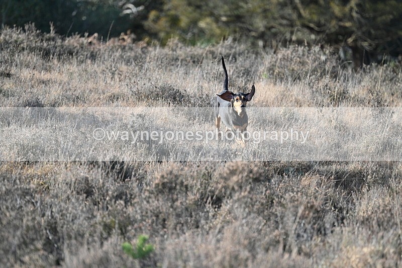 WJ7_7889 - Line 3 (no line 4 or 5)