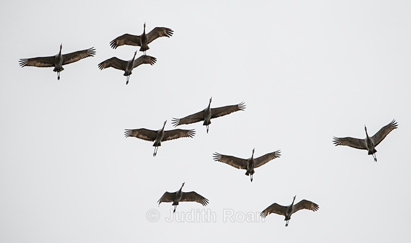 Sandhill Cranes - Yellowstone