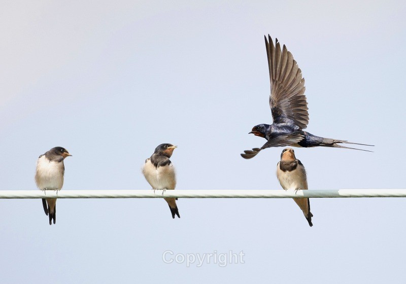 Swallows  county Louth - Birds