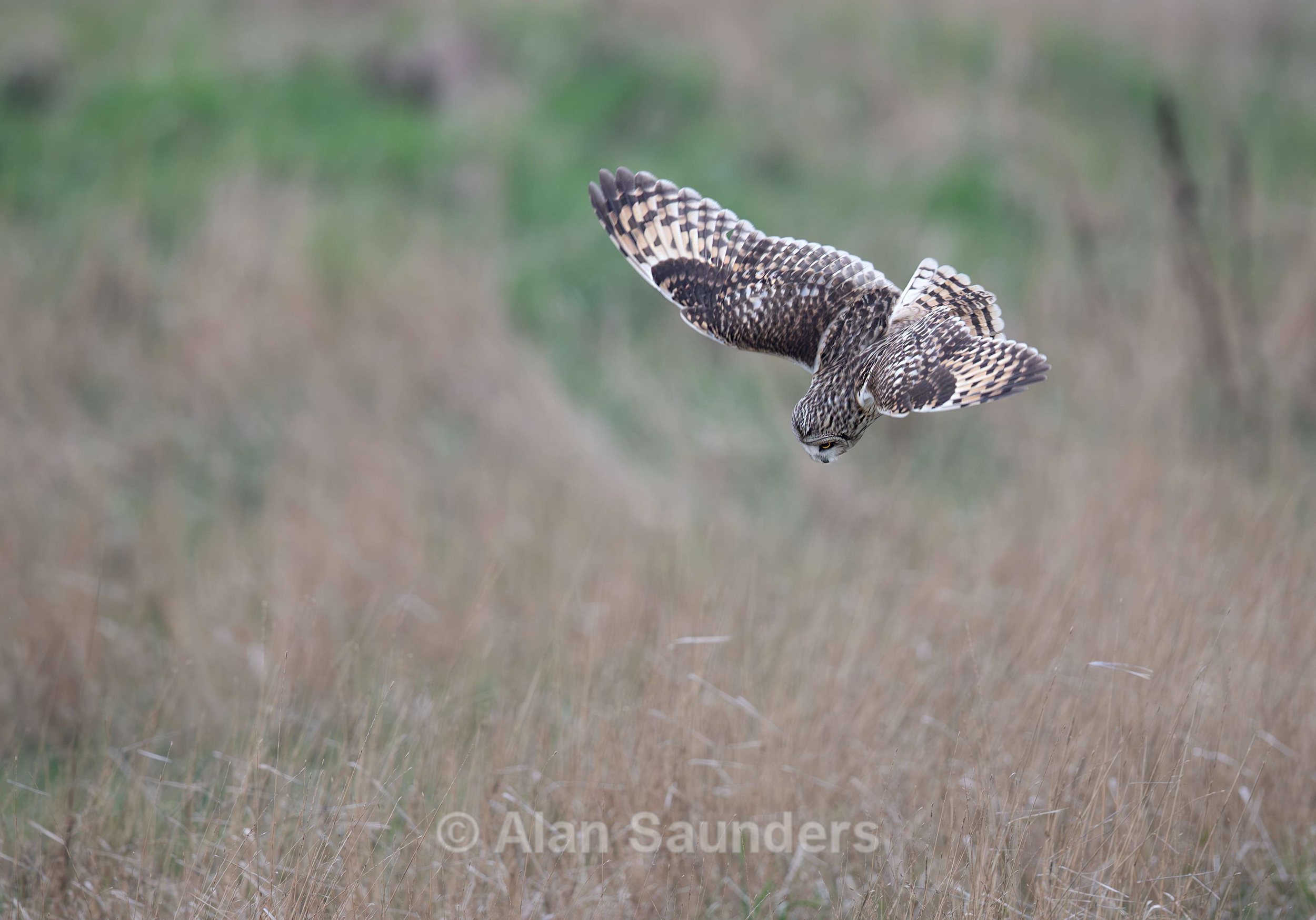 Short Eared Owl