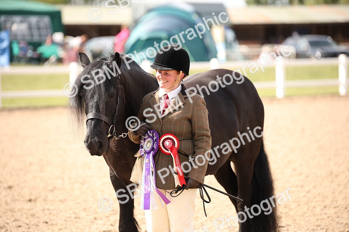 SBM_03445 - Class 18 Handsomest Gelding (IH or Ridden)