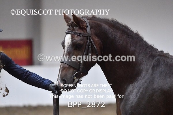 BPP_2872 - LOOSE JUMPING / SPSS