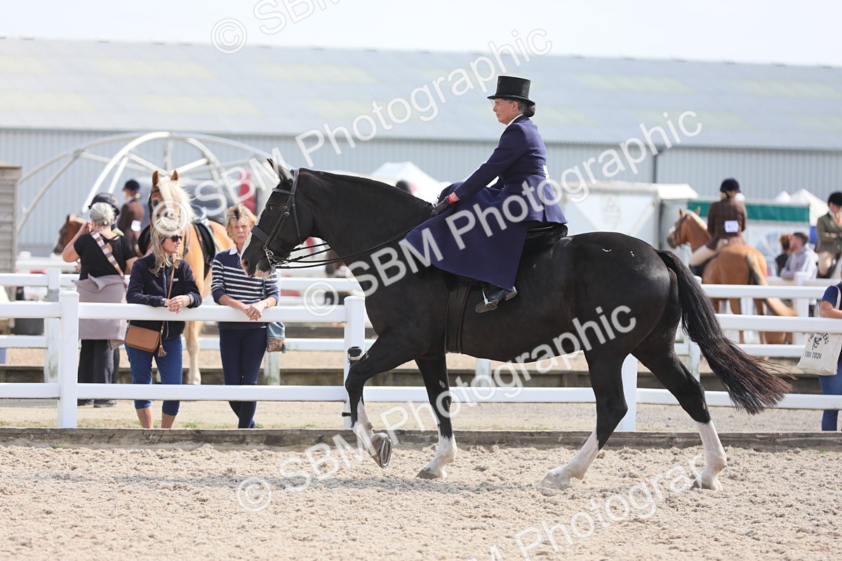 SBM_14579 - Class 211 Best Side Saddle Horse/Pony