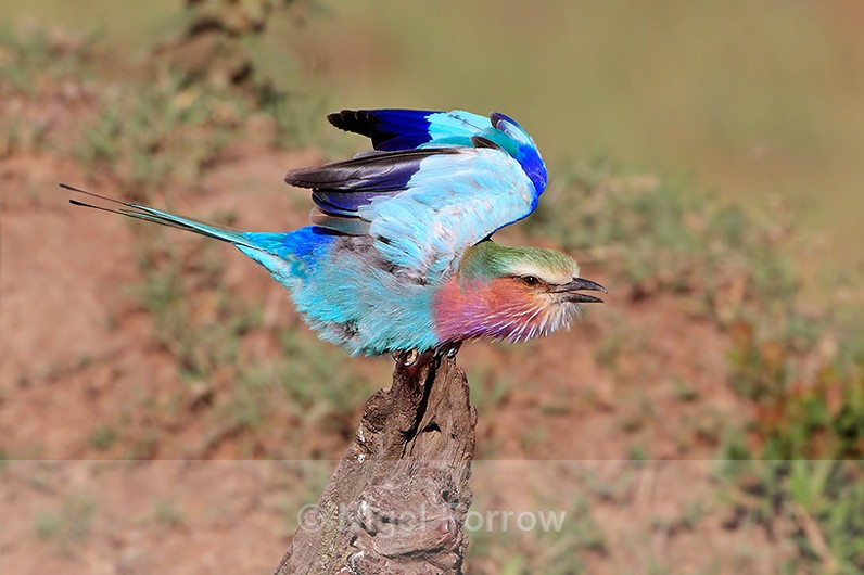 Lilac-breasted Roller about to take off from a dead tree stump - Lilac-breasted Roller