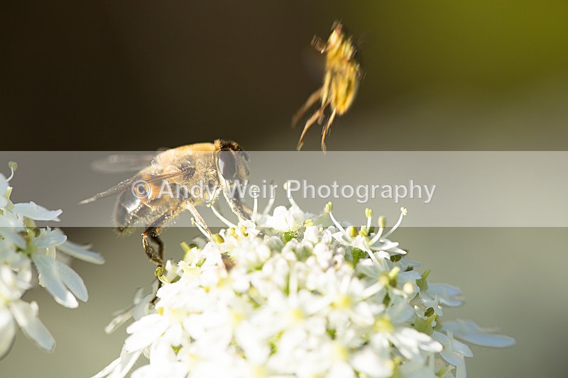 20141101-3K8A6996 - Insects