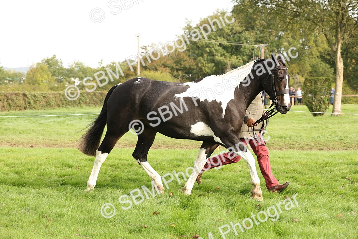 SBM_56788 - S54 - Piebald & Skewbald Horse In Hand