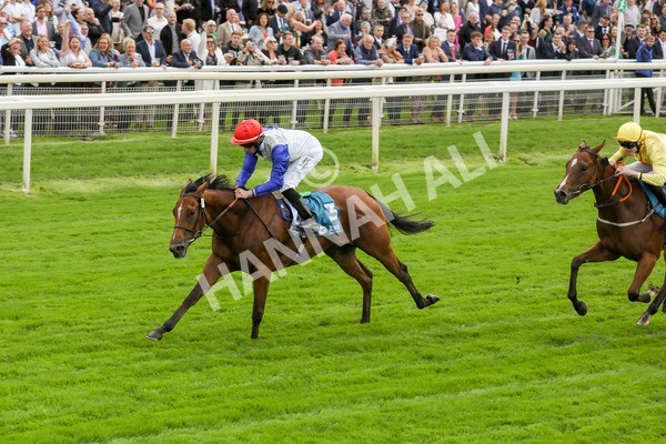 230923-Race 1-Invincible Molly-5192 - Race 1 2.00pm Jigsaw Sports Branding EBF Fillies' Novice Stakes