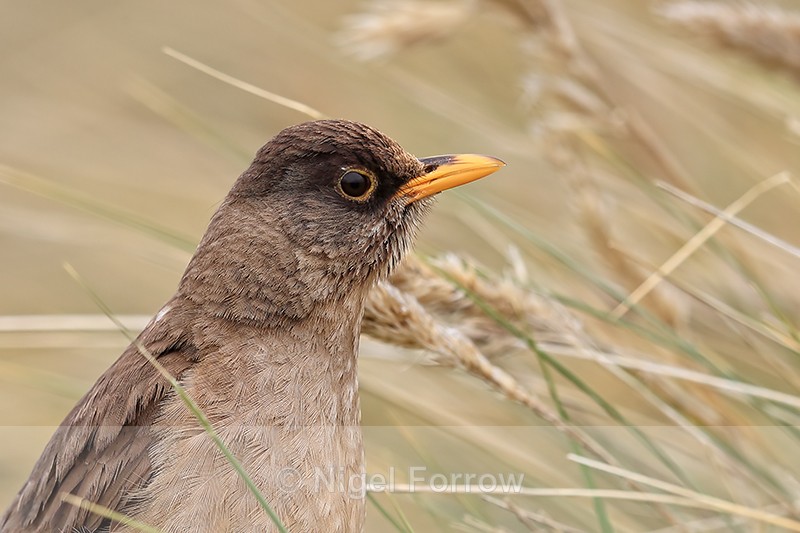 Falkland Thrush portrait, Carcass Island, Falklands - Falkland (Austral) Thrush