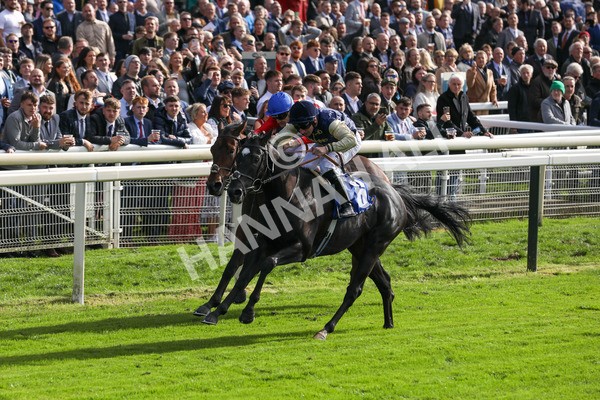 141023-Race 1-Purosangue-0279 - Race 1 1.15pm Coral Rockingham Stakes