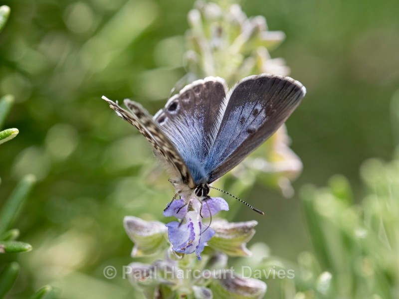 Lang's short-tailed blue (Leptotes pirithous) also Common zebra blue. - Ten Metres from Home 1. (2020)