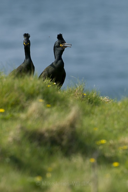 SHAG - THE SHAG GALLERY