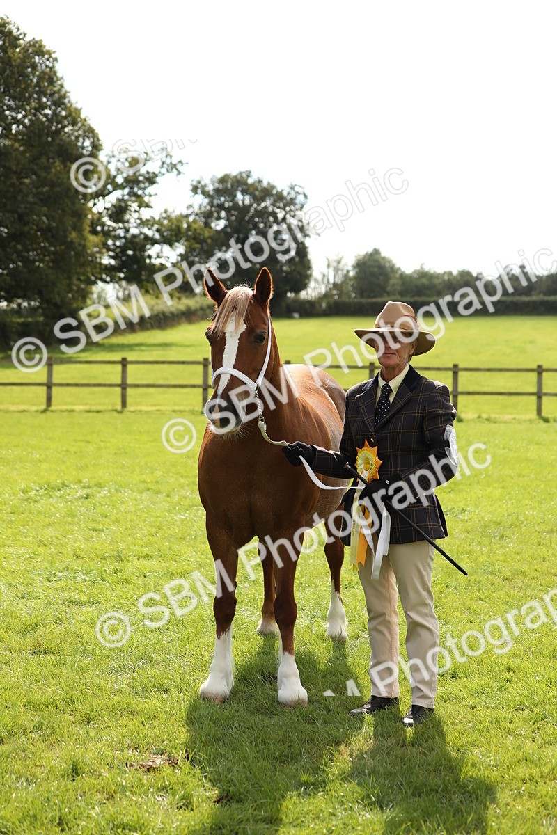 SBM_65539 - S47 - Mountain & Moorland In Hand Large Breeds