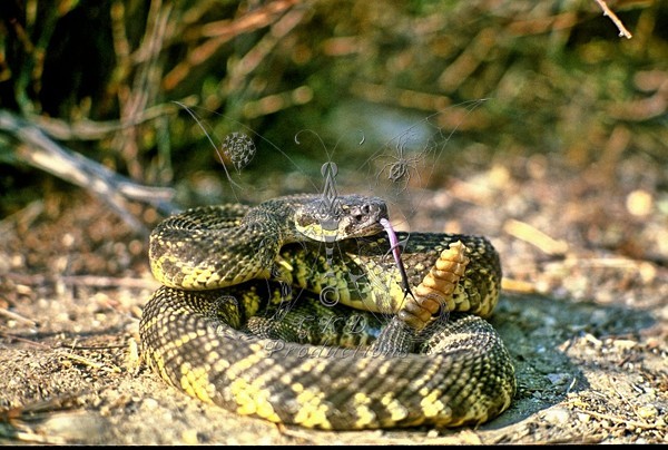 Pacific Diamondback Rattlesnake - Calif., USA - ANIMALS