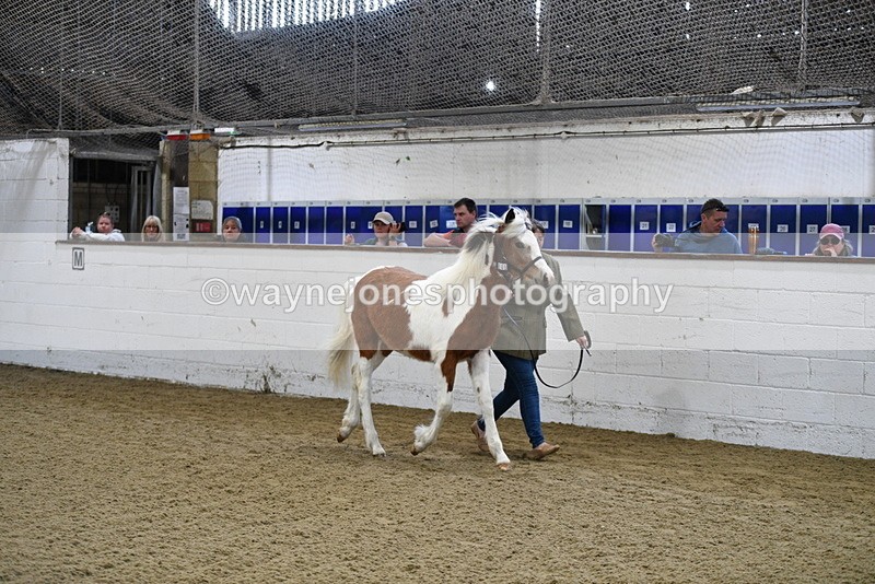 WJ5_3395 - Class 1 Youngstock