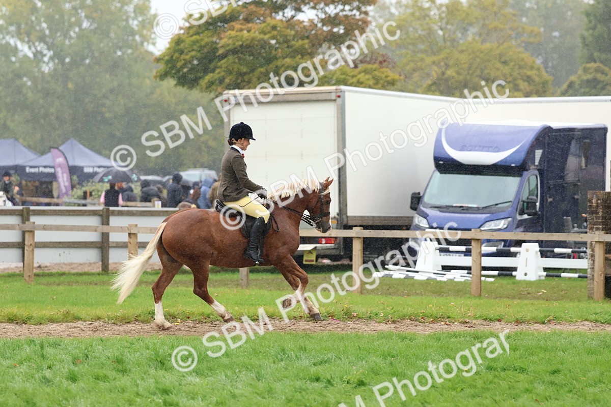 SBM_69696 - S62 - Mountain & Moorland Ridden Large Breeds