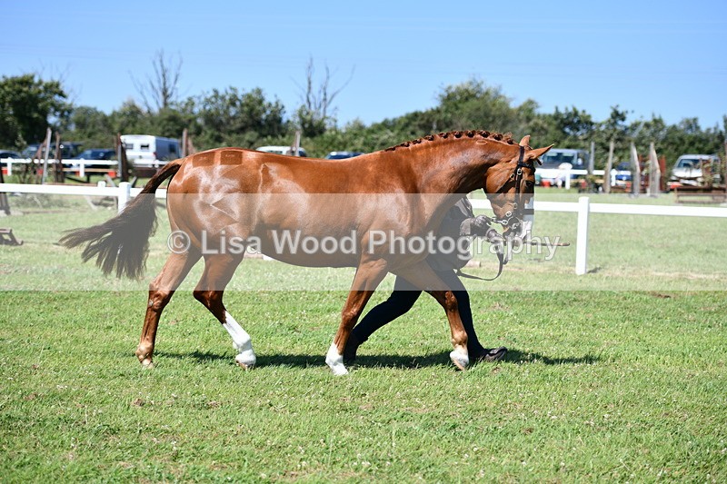 DSC_6763 - Class 57: Hunter/Riding Horse/Hack 1, 2 & 3 yr olds