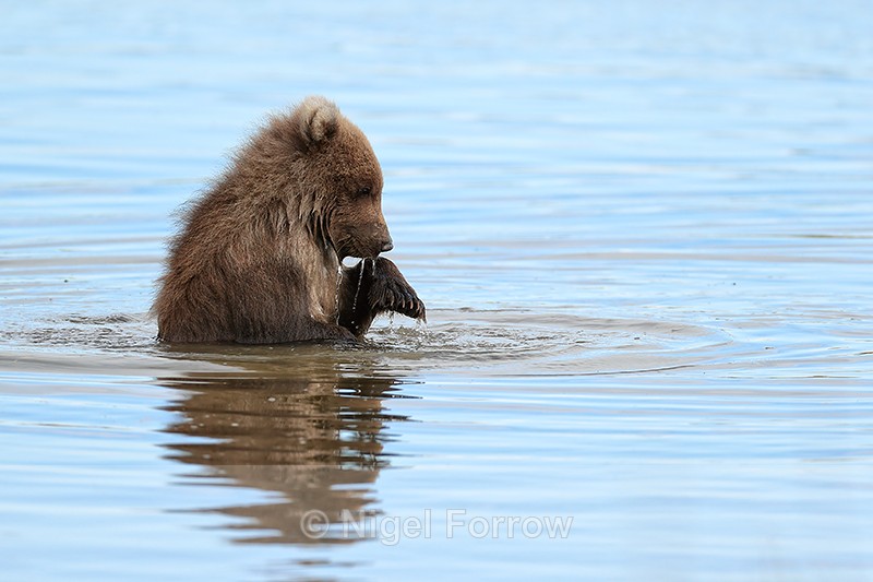 Grizzly Bear cub in river, Silver Salmon Creek, Alaska - Brown Bear