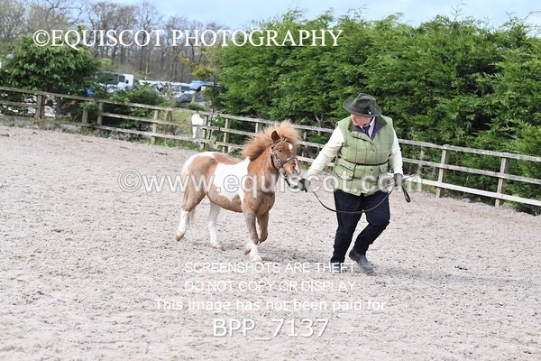 BPP_7137 - RING 1  (RIDDEN HORSES / IN HAND / VETERAN ETC)