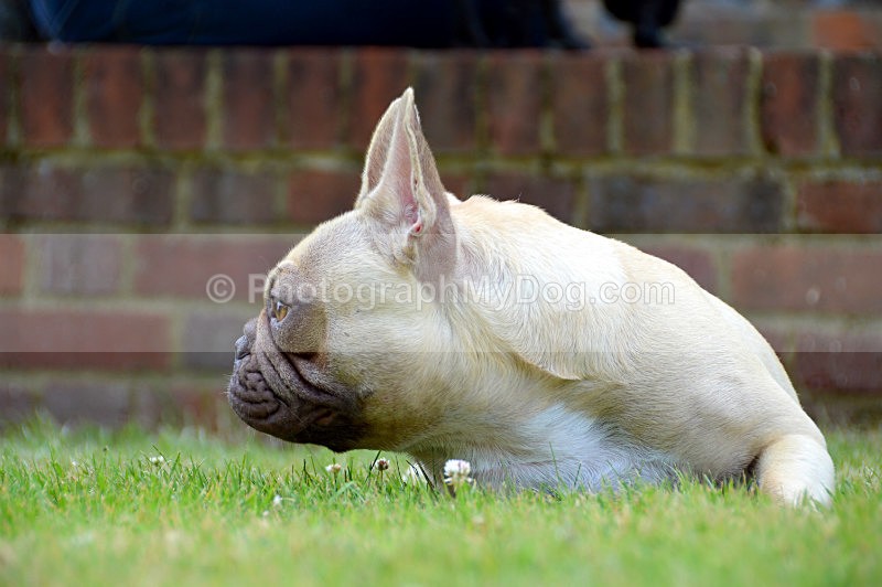  - French Bulldogs