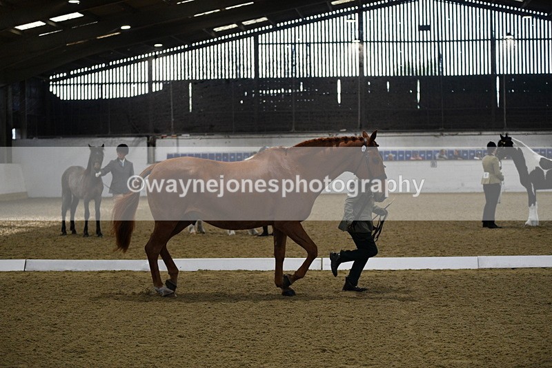 WJ5_3628 - Class 5 In Hand Veterans