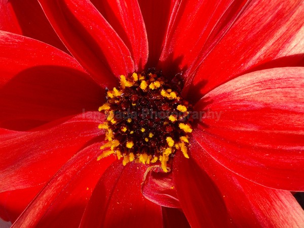 Flower _ FL006 - Wild Flowers,  plants & Fungus photography, Great Britain