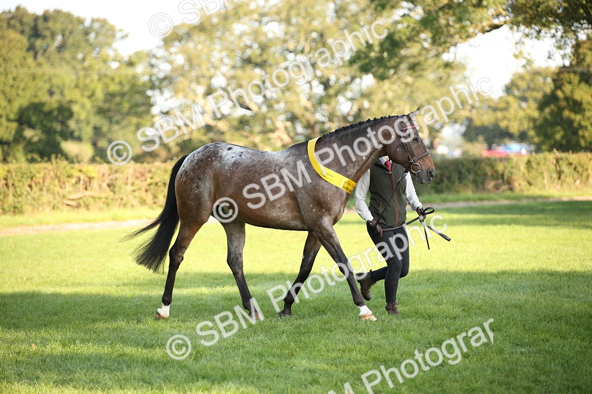 SBM_57596 - S50 - Foreign Breeds In Hand