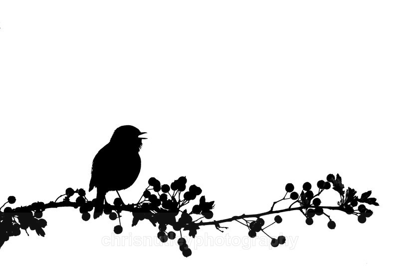  - Birds of Britain and Europe