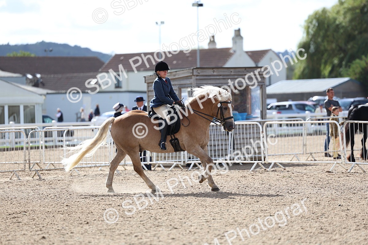 SBM_10791 - Class 305 - Ridden Foreign Breeds - Pure Bred