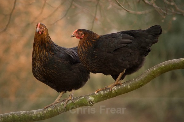 Frear-Hens - For T&C