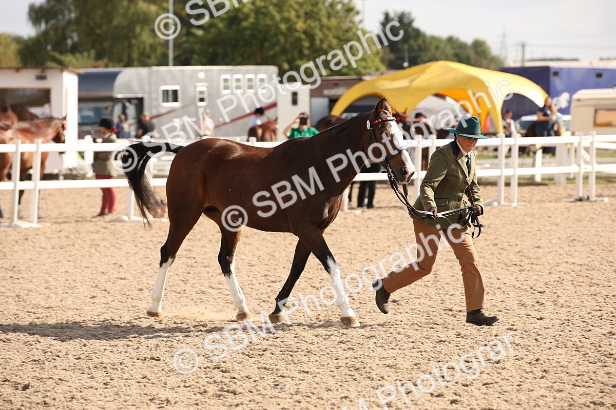 SBM_07409 - Class 26 IH Foreign Breeds -Part bred