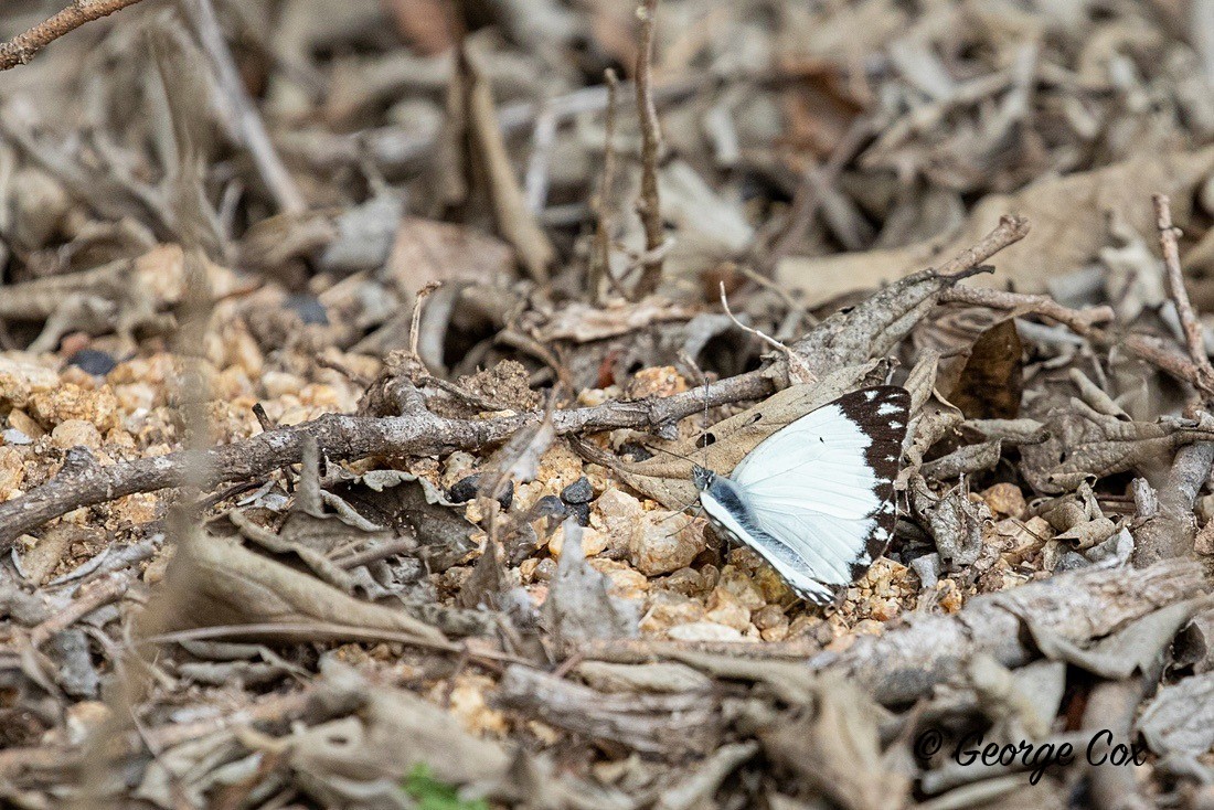 Butterfly African Common White - South Africa - Limpopo
