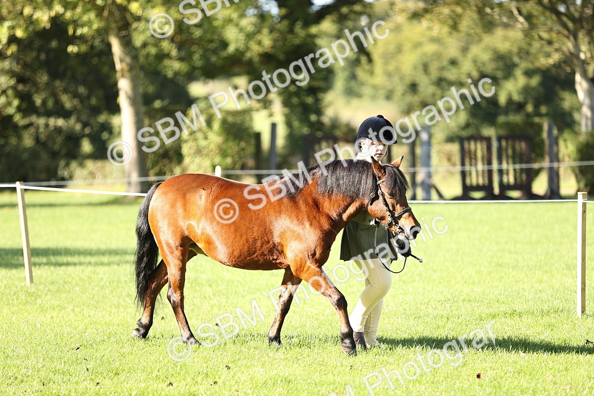 SBM_15844 - S1 - TSR in Hand Horse & Pony Showing