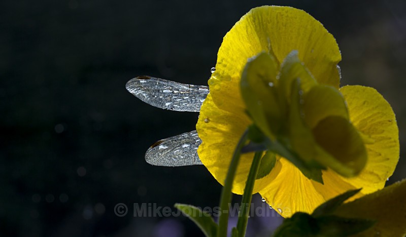 Dragonfly Wings, Chester - DRAGONFLY & DAMSELFLY GALLERY