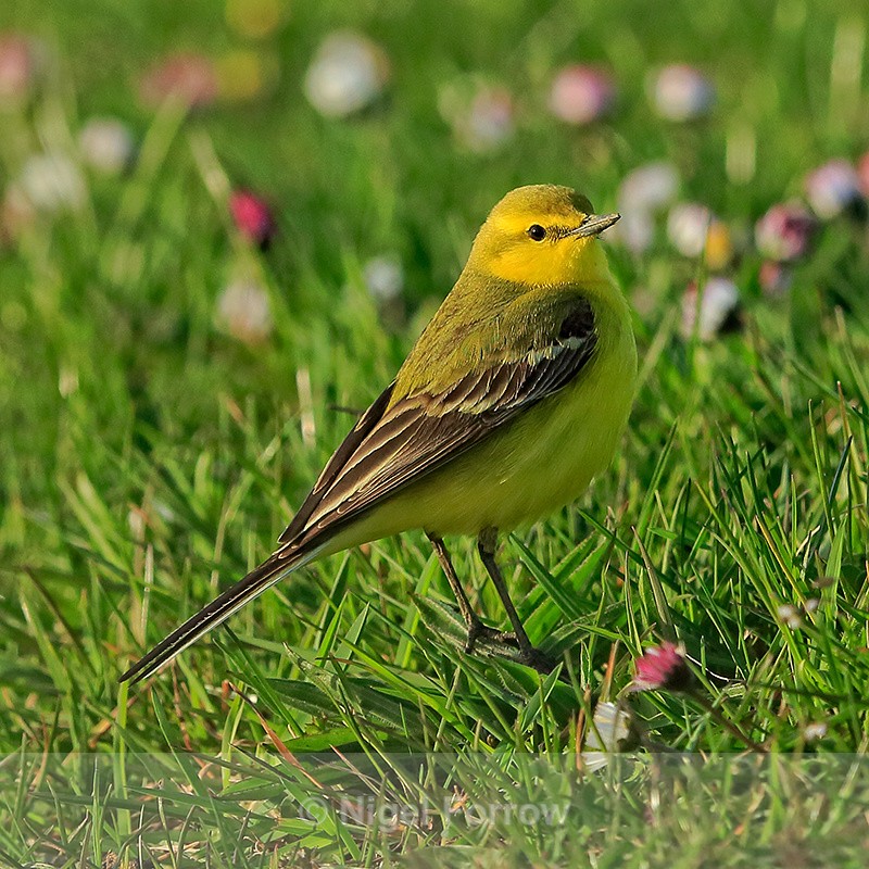 Yellow Wagtail, Farmoor Reservoir, Oxfordshire - Yellow Wagtail