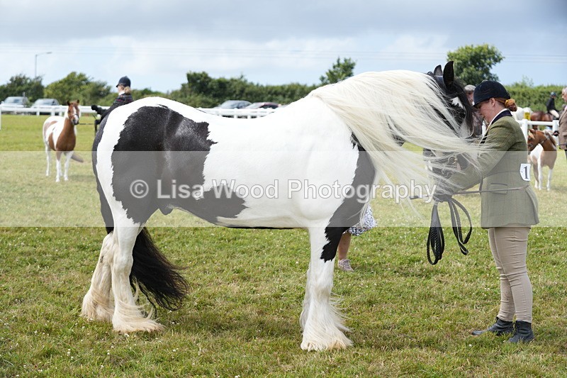 DSC06929 - Class 60: Coloured Pony 4yrs & over