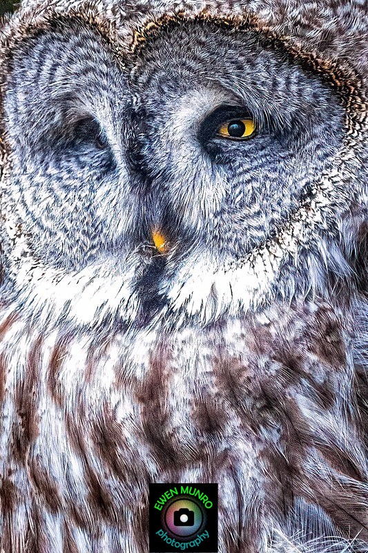 BBO-08-Great Grey Owl - Owls