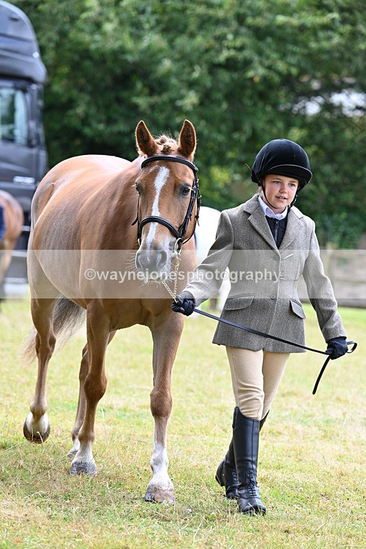 WJ7_6482 - Class 5 Handsome Gelding in hand