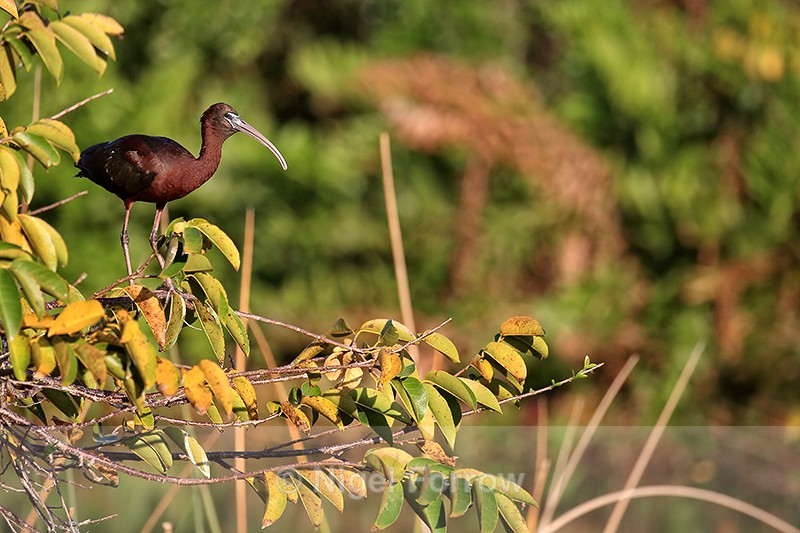 Glossy Ibis, Wakodahatchee Wetlands, Florida - Glossy Ibis