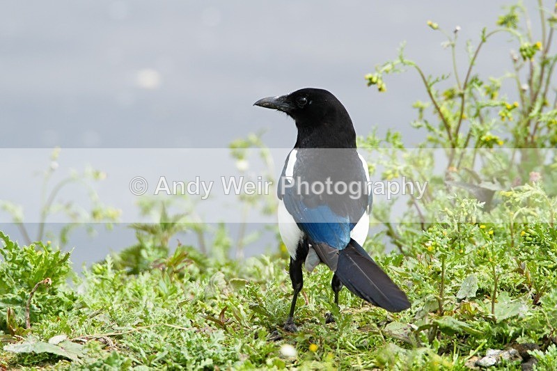 20120520-_MG_8862 - Corvids