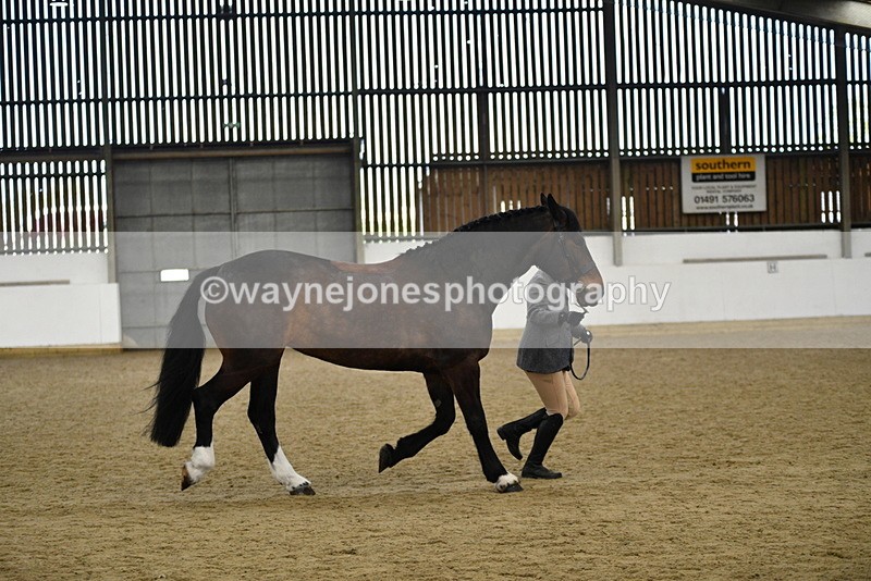 WJ5_5670 - Morning in hand Championship