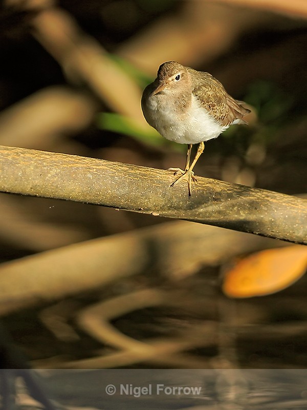 Spotted Sandpiper perched, Rio Cotos, Costa Rica - Spotted Sandpiper