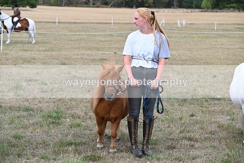 WJ6_7101 - Class 21 Shetland & Mini Horses