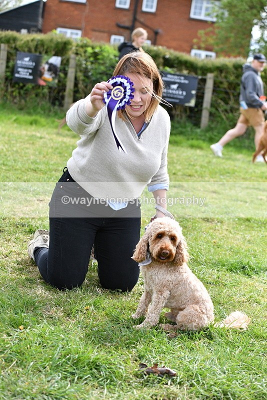 WJ5_9897 - Class 3 Most Handsome Dog