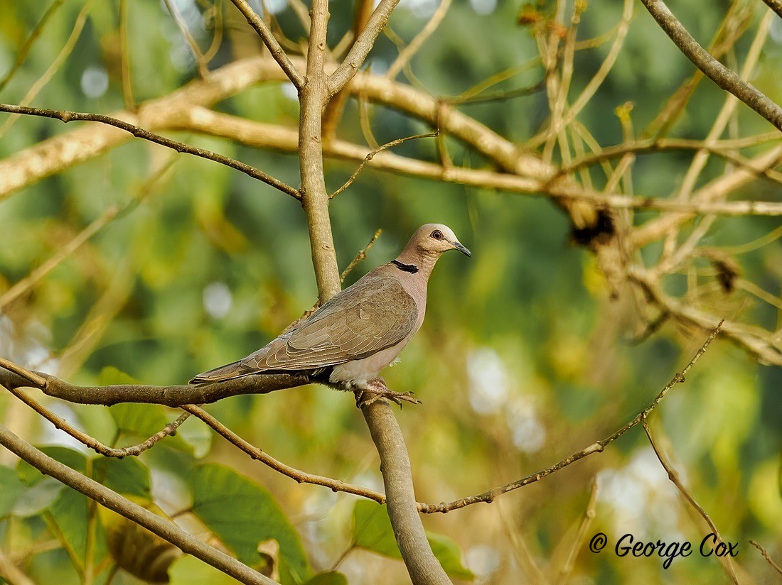 Red eyed dove - Gambia 2025