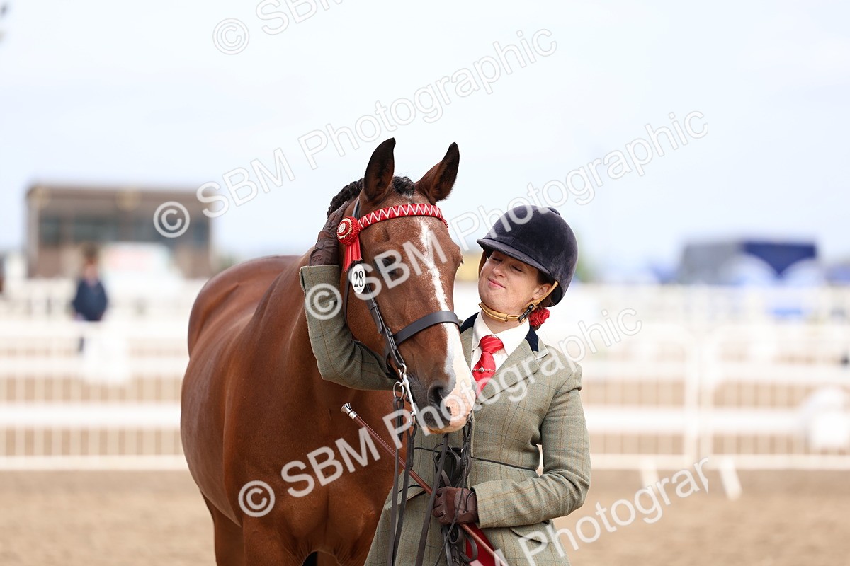 SBM_01835 - Class 18 - Handsomest Gelding - IH or Ridden