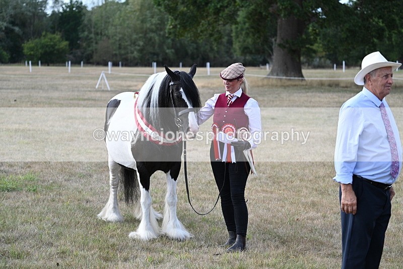 WJ7_8389 - In-hand Championship
